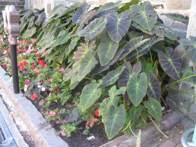 The Colors of Quebec