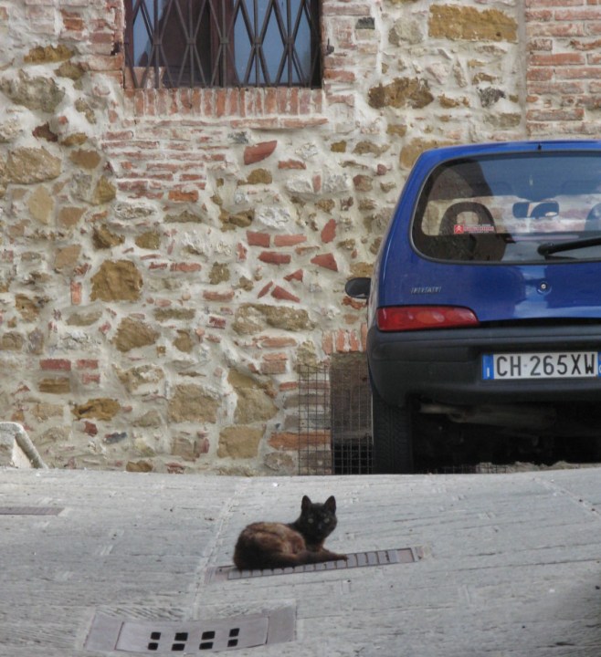 The Only Cat in Town!