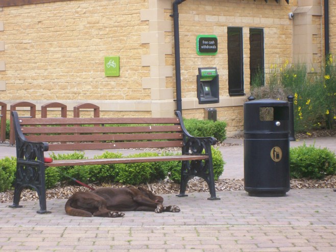 A Tired Puppy in Broadway, UK