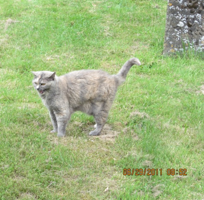 The Church Cat at St Eadburgha's