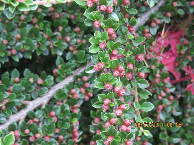 Vining Flowers of Ebrington, UK