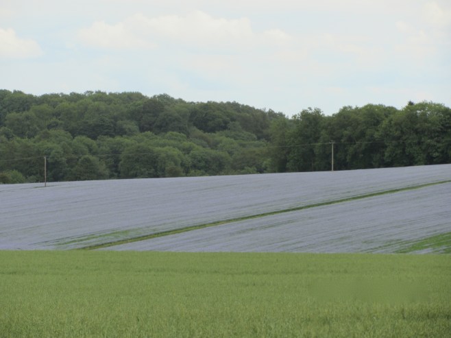 The Lavender Fields of Snowshil,l UK