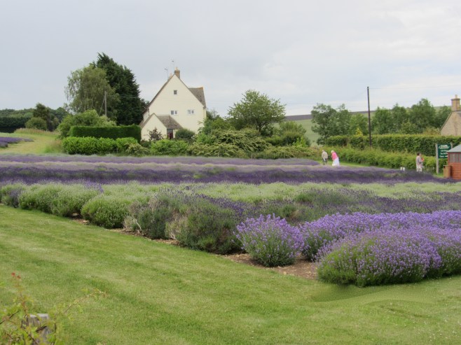 Lavender Varieties in Snowshill, UK
