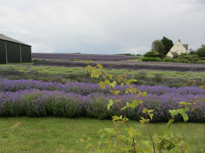 Fields of Lavender in Snowshill, UK