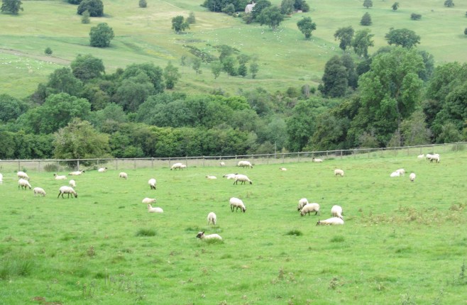 The Sheep of the Cotswolds