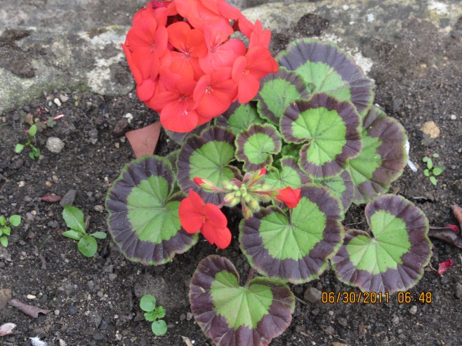 Geranium in an English Garden