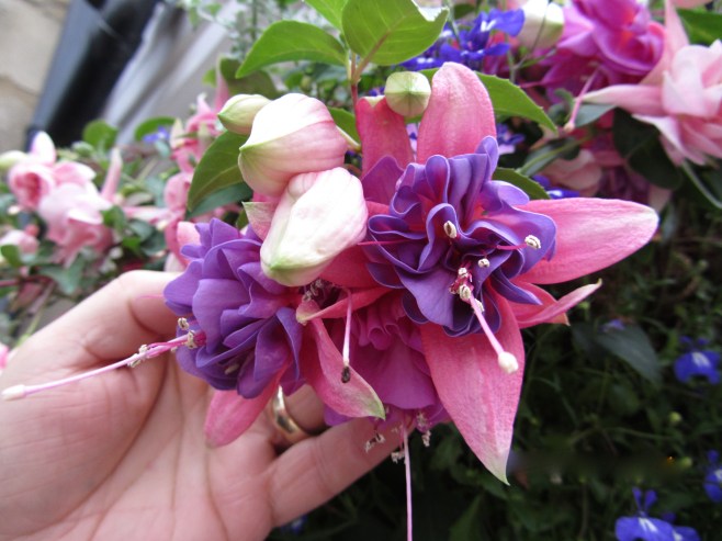 The Fuchsia is Sooooo Beautiful!