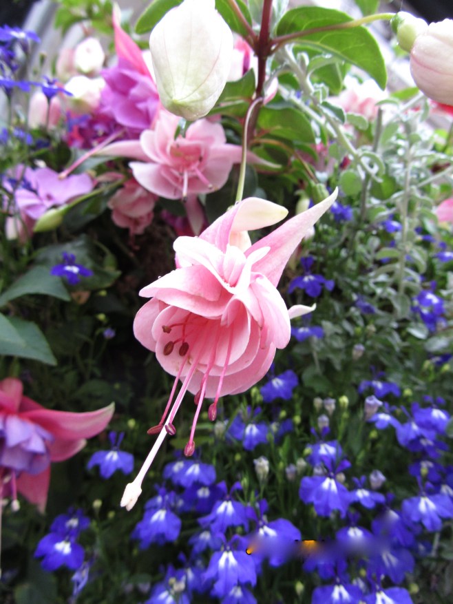 Beautiful flowers of Broadway, UK