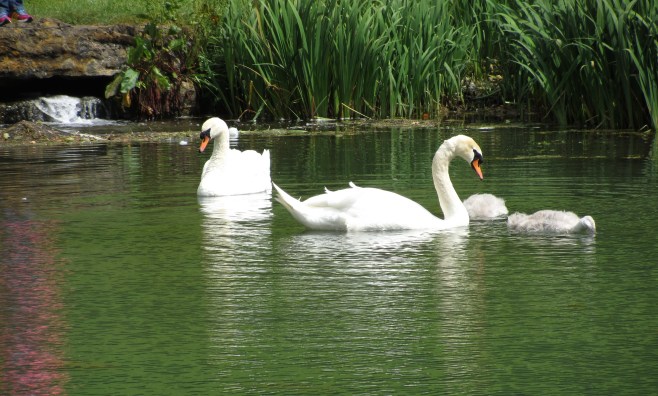 The Swans at Stanway House