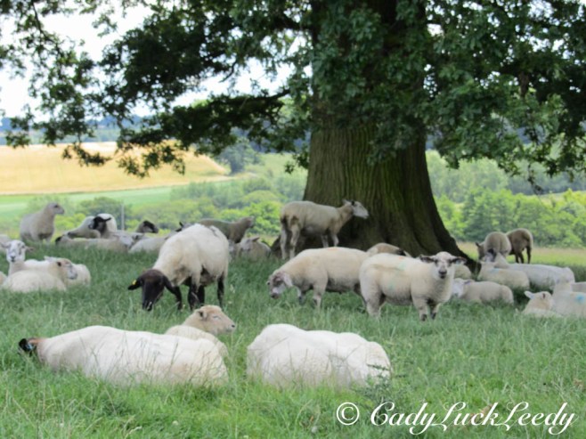 The Sheep and Lambs at Kinlet Hall, Kinlet, Shropshire