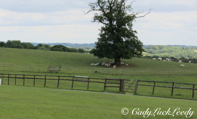 The Sheep of Kinlet Hall, Kinlet, UK