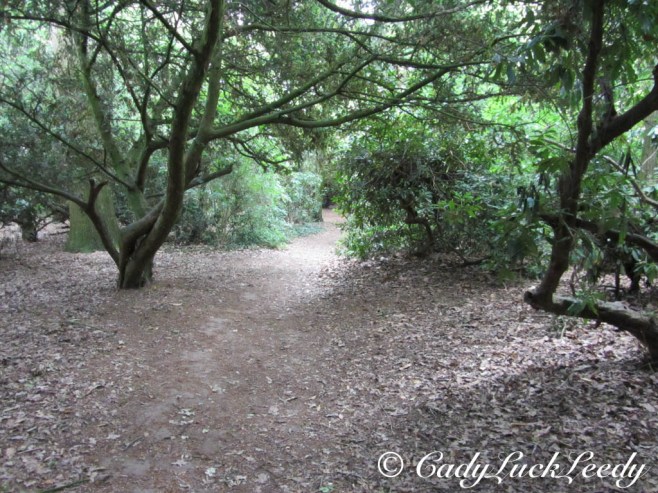 The Spooky Path Through the Woods at Acton Burnell Castle, Acton Burnell, England