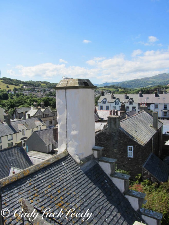 Faraway Seagull in Conwy, Wales
