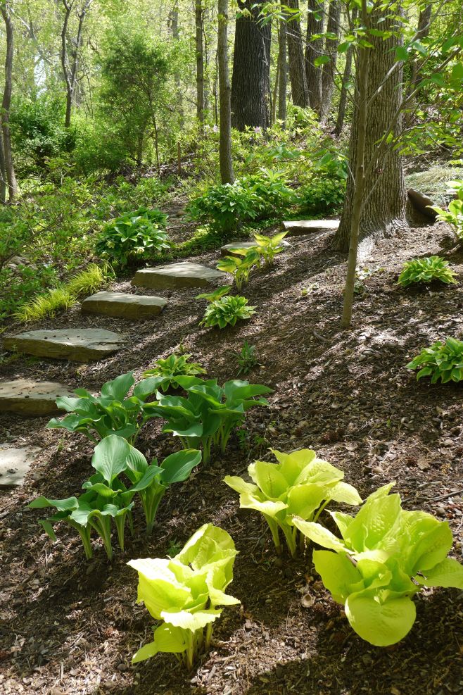 My Woodland Garden Path, April 2014