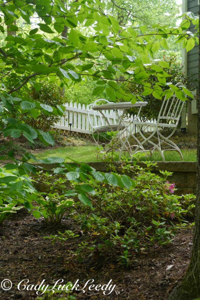 From the Woodland Garden, April 2014