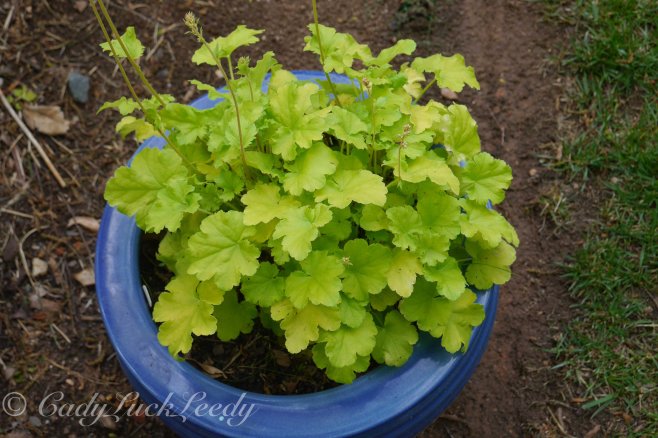 The Heucherella is Doing Well Too
