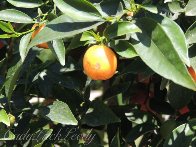 The Orangery, Schönbrunn Palace, Vienna, Austria