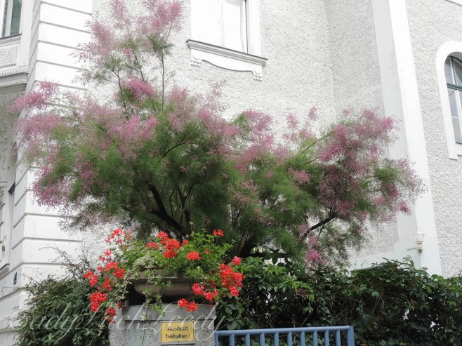 We Call This a Smoke Tree