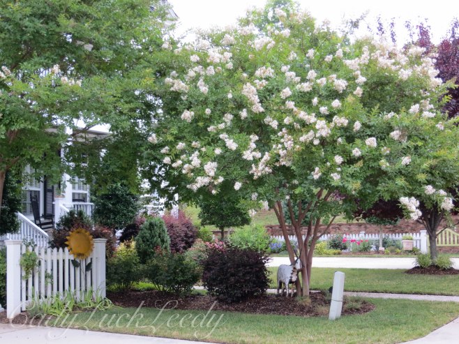 Crepe Myrtle in White