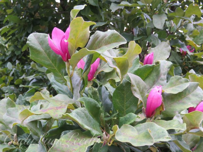 Tulip Tree