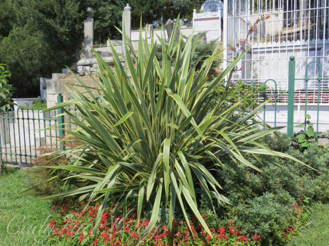 Fauna at Eyüp Mosque and Cemetery, Istanbul, Turkey