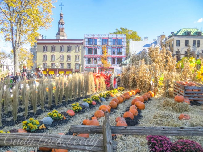 Rows and Rows of Pumpkins! Quebec City, Canada
