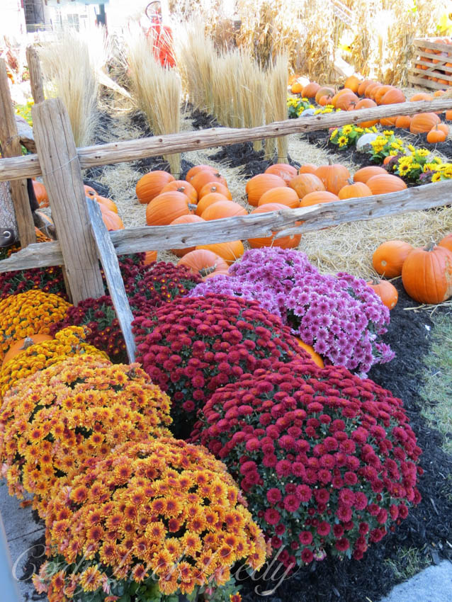 The Mums of Quebec City, Canada