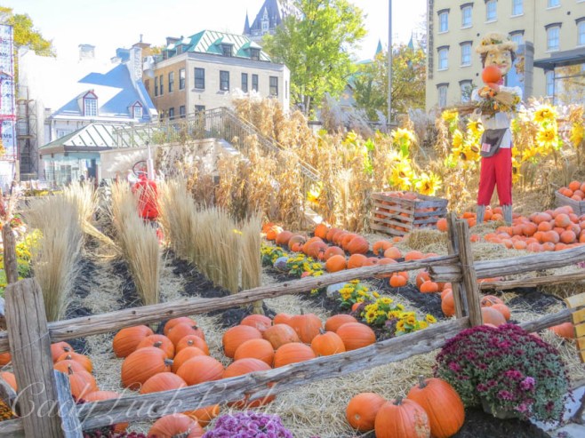 Carefully Planned Fields of Pumpkins, Wheat, and Mums, Quebec City, Canada