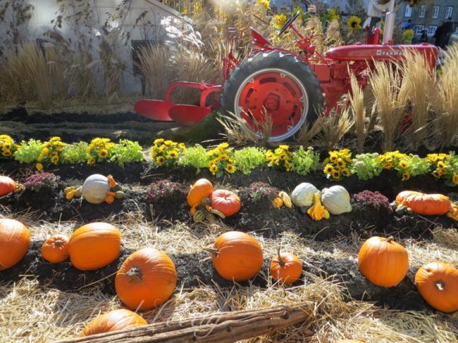 A Vintage Tractor in the Fields of Pumpkins, Quebec City, Canada