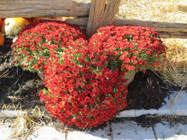 Can Mums be More Beautiful? Quebec City, Canada