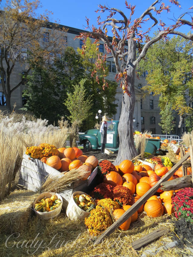 Gotta Have the Spooky Tree! Quebec City, Canada