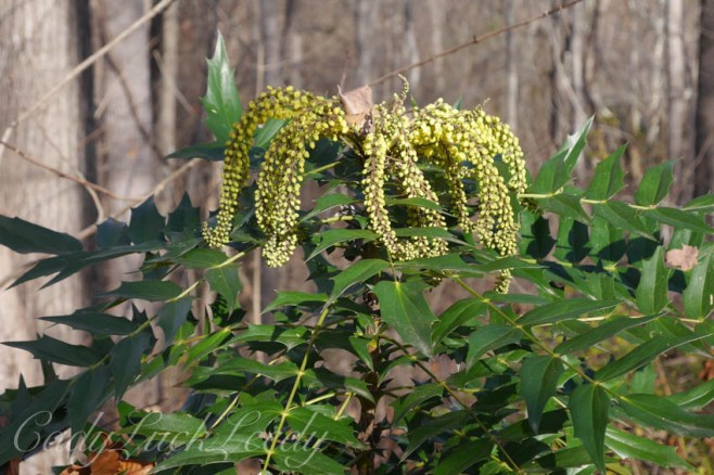 Mahonia, Winter Blooms Two