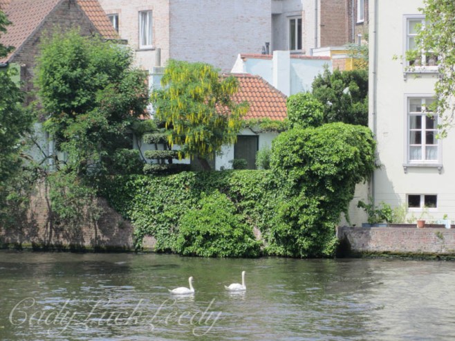 The Swans Aswimming in Bruge, Belgium