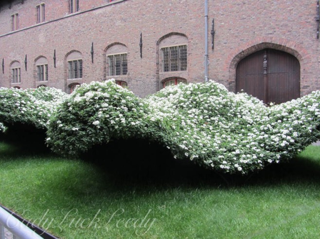 The Rolling Wave Flowering Bush, Brugge, Belgium