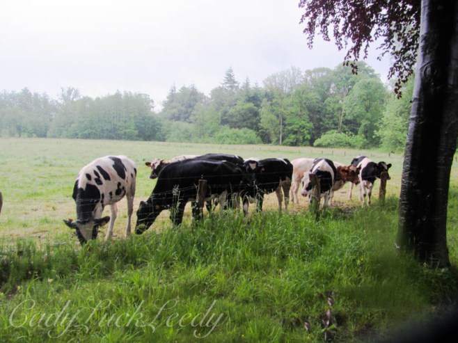 The Cows in the Country at Tillegem, Belgium