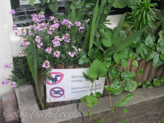 Please Don't Water the Plants!