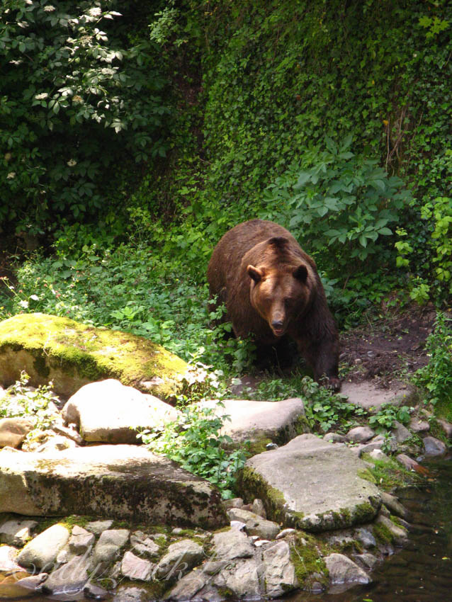 The Bears! Castle Krumlov, the Czech Republic