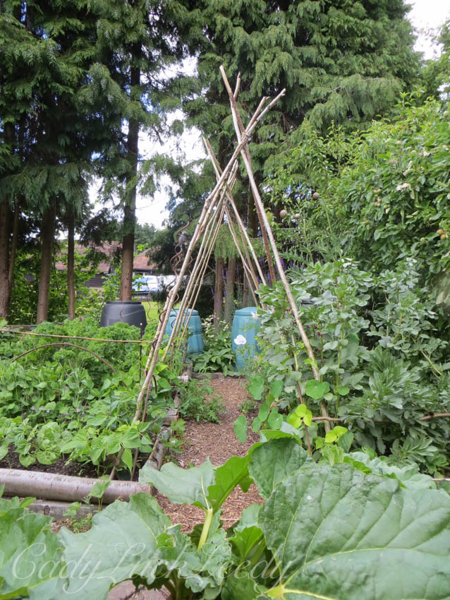 Garden Interest at North Hall