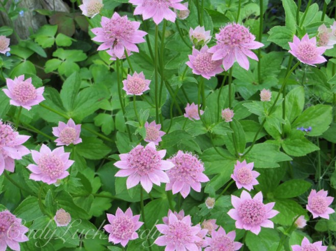 The Flowers of North Hall