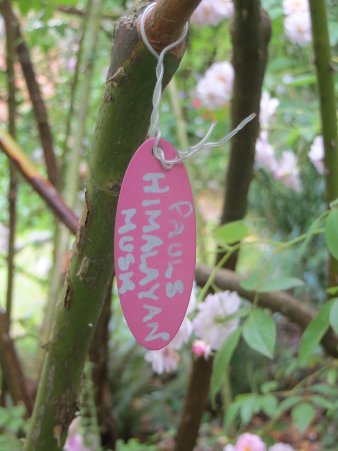 Tree Tag at North Hall