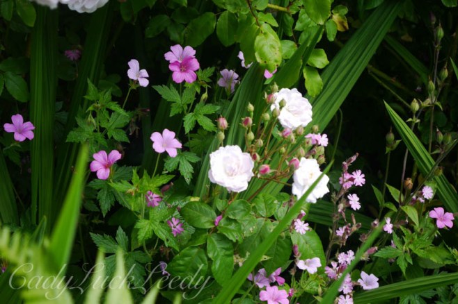 The Gardens at Priest House, West Hoathly, Sussex