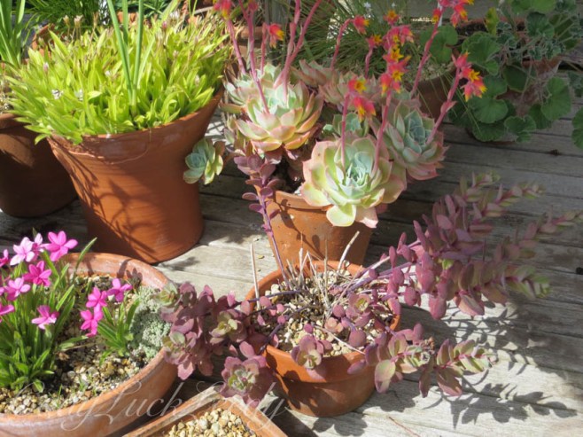 More Succulents at Whites Cottage, Fletching, Uckfield