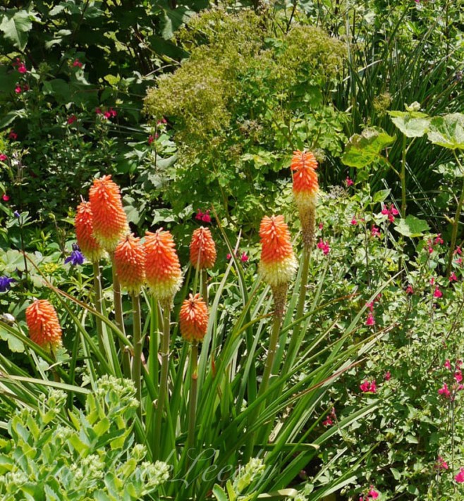 The Flowers of Luctons, Sussex