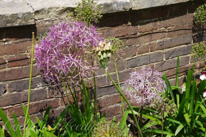 The Flowers of Luctons, Sussex