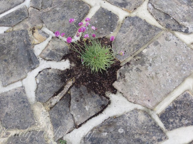 Bloom Where You are Planted! Wealden House, Warninglid, Sussex