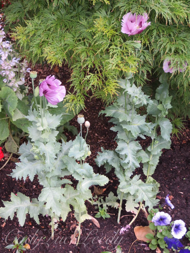 Flowers Along the Entry, Wealden House, Warninglid, Sussex