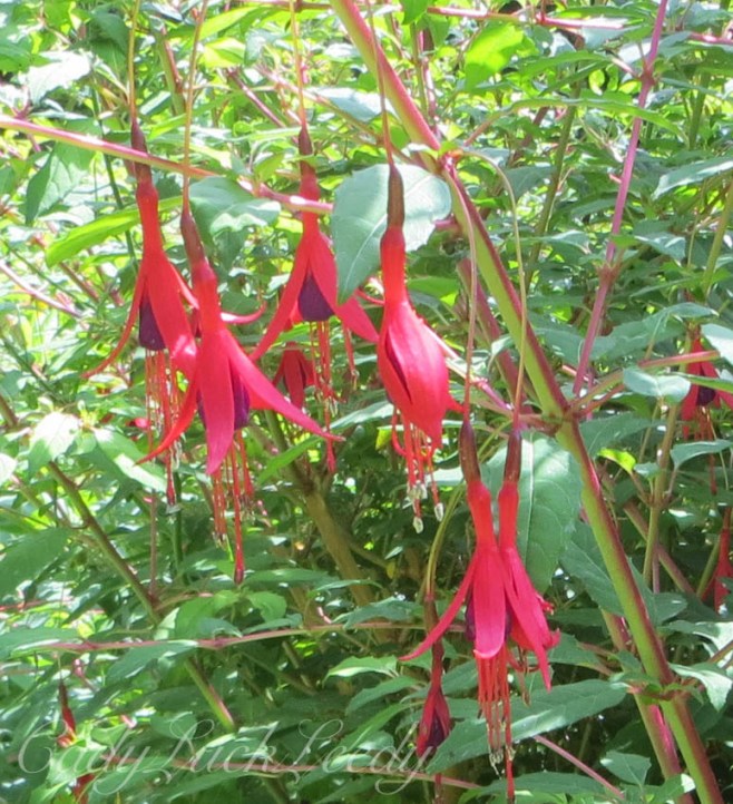 Flowers in the Garden at Priest House, Sussex