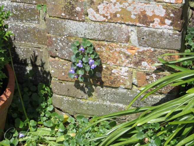 I'll Grow Anywhere, North Hall, Sheffield Green, UK