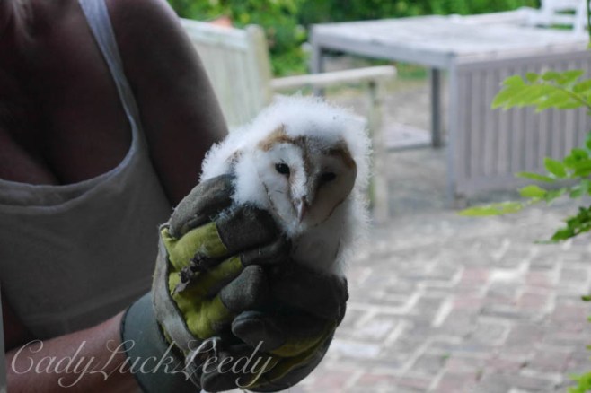 Baby White Owl