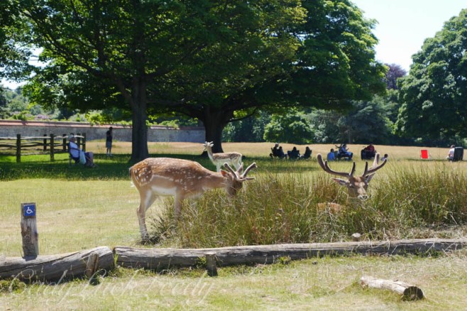 The Deer of Knole, Sevenoaks, Kent, UK